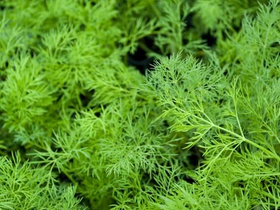 Alternative text should describe the visual content of the image.