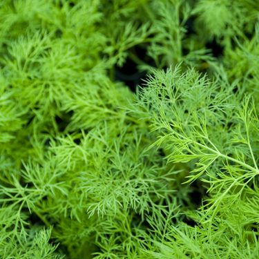 Alternative text should describe the visual content of the image.