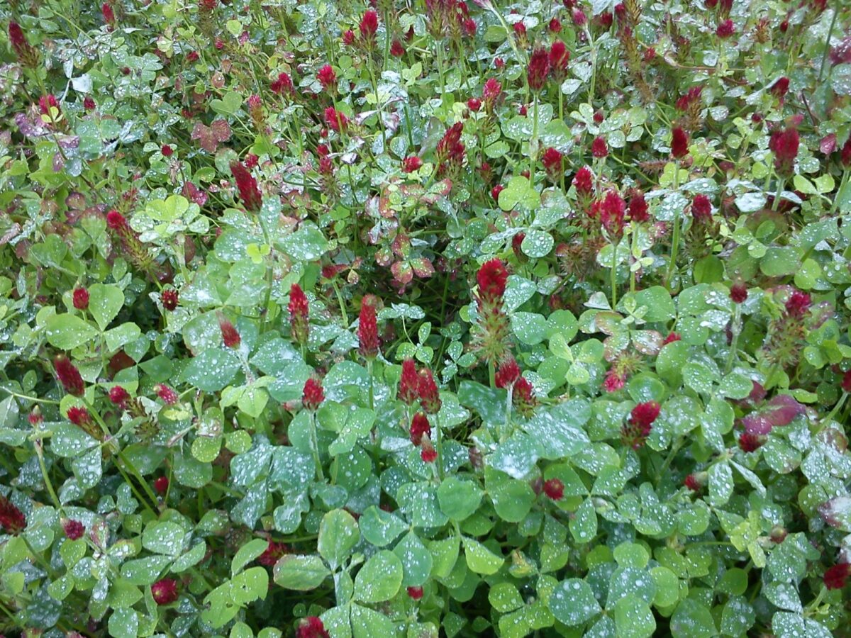 Crimson clover green manure