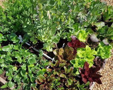 Alternative text should describe the visual content of the image.