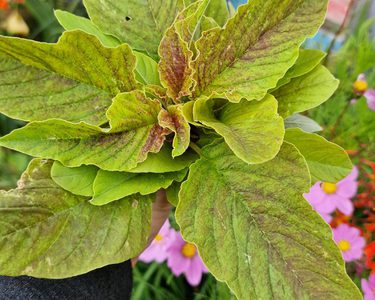 Alternative text should describe the visual content of the image.