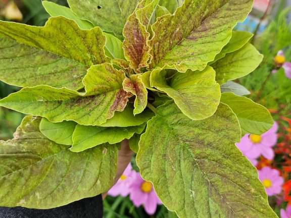 Alternative text should describe the visual content of the image.