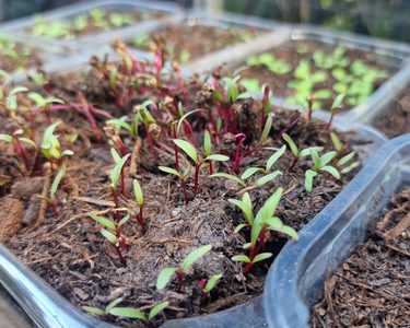 Alternative text should describe the visual content of the image.