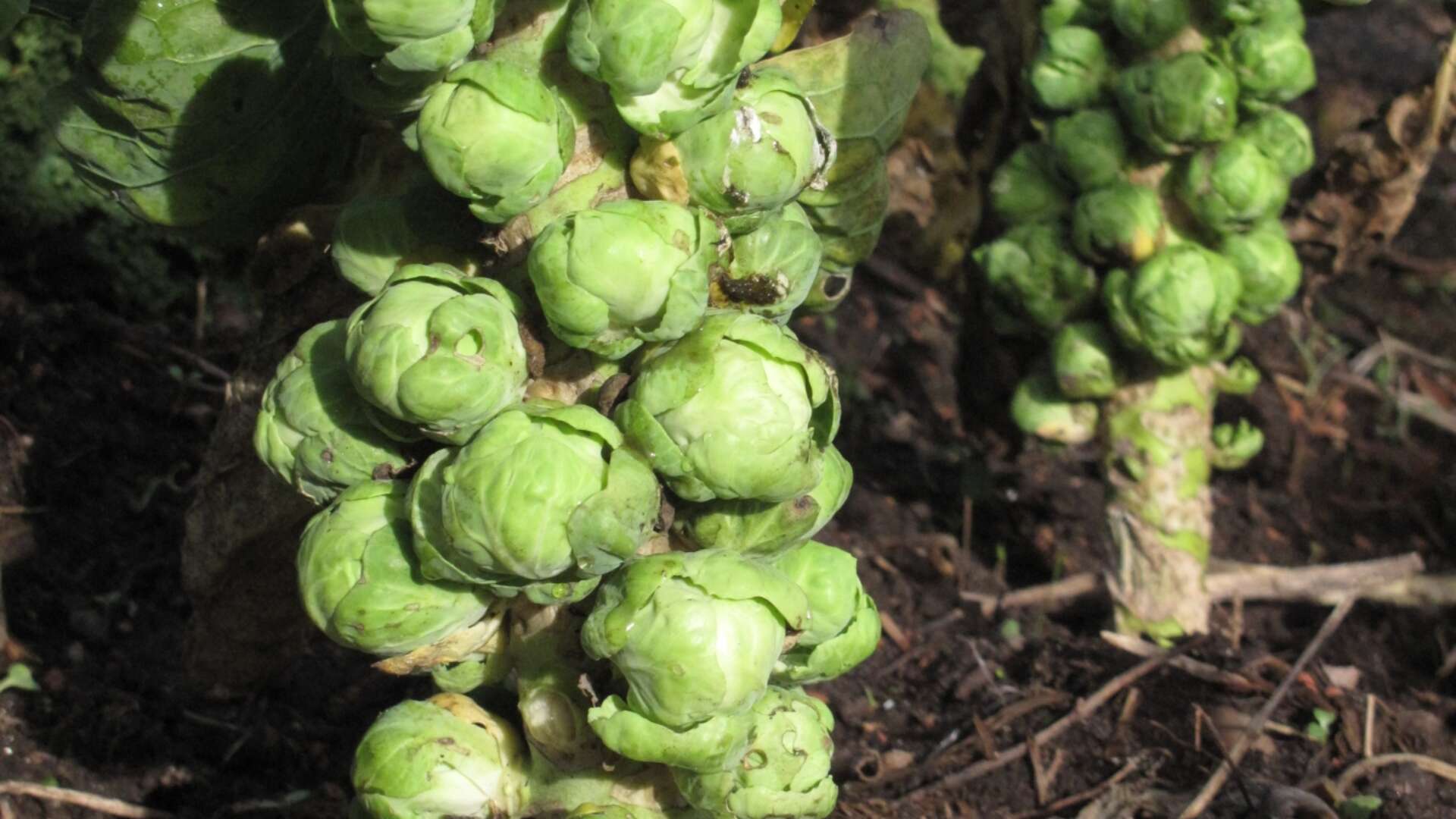 Brussels Sprout Bredase Vroege