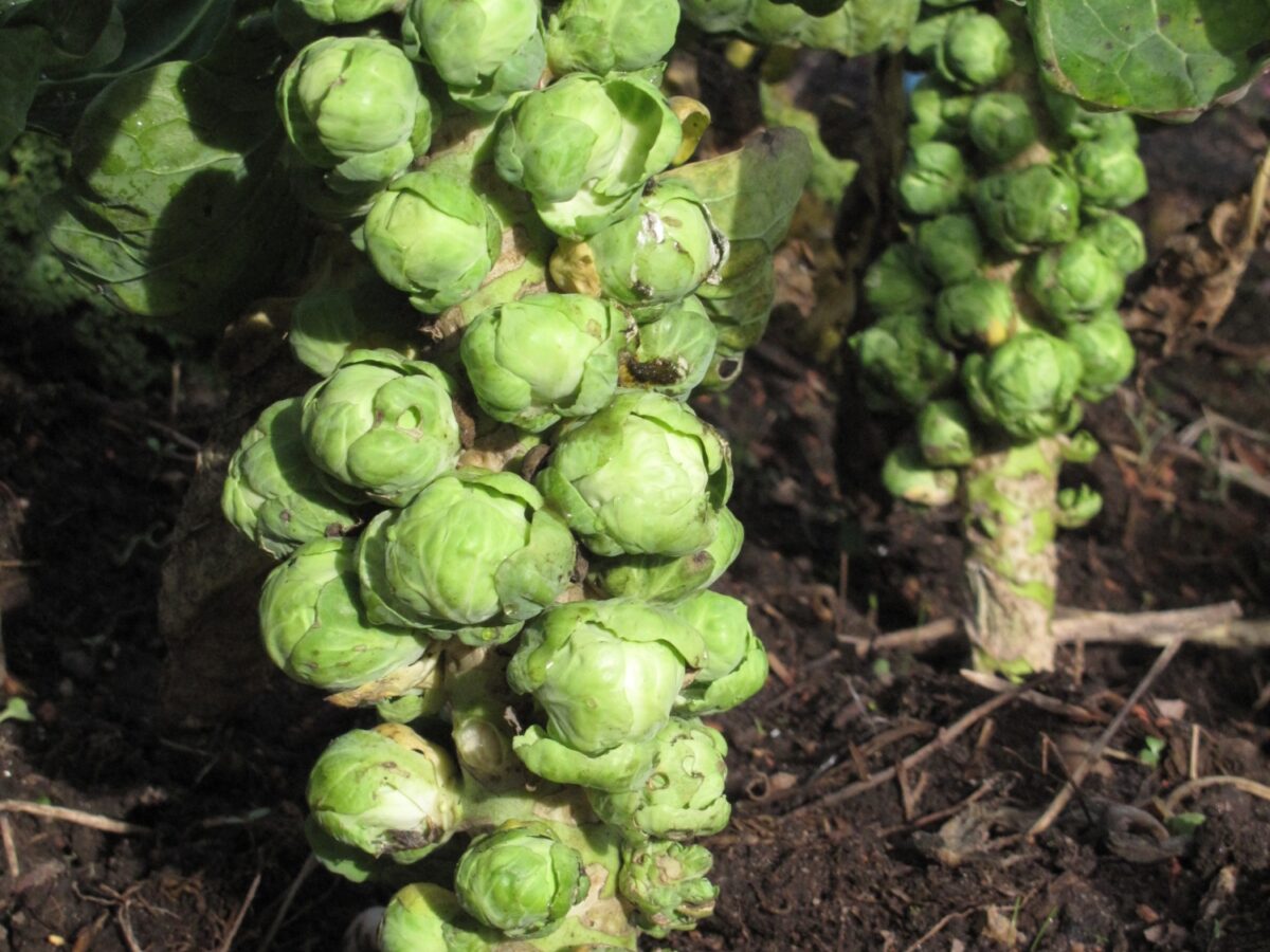 Brussels Sprout Bredase Vroege