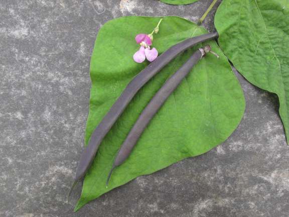 Dwarf French bean Bobs Best