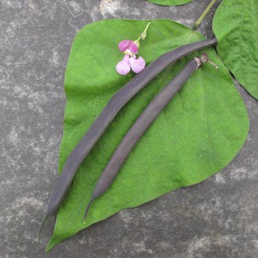 Dwarf French bean Bobs Best