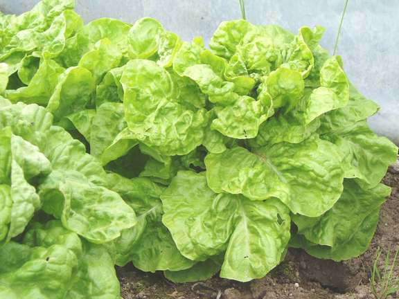 Lettuce White Seeded Samara