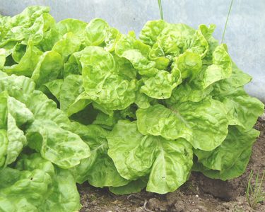 Lettuce White Seeded Samara