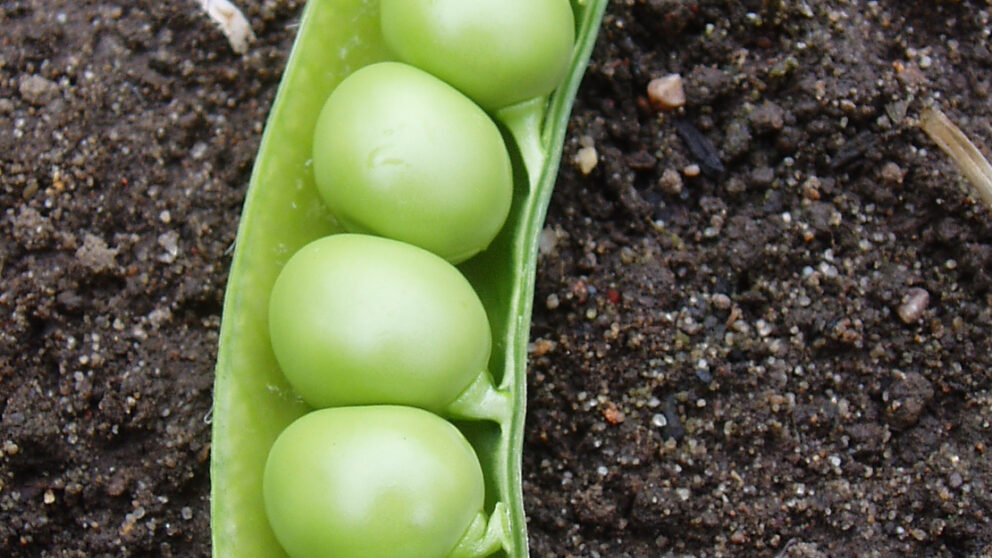 Pea Simpsons Special