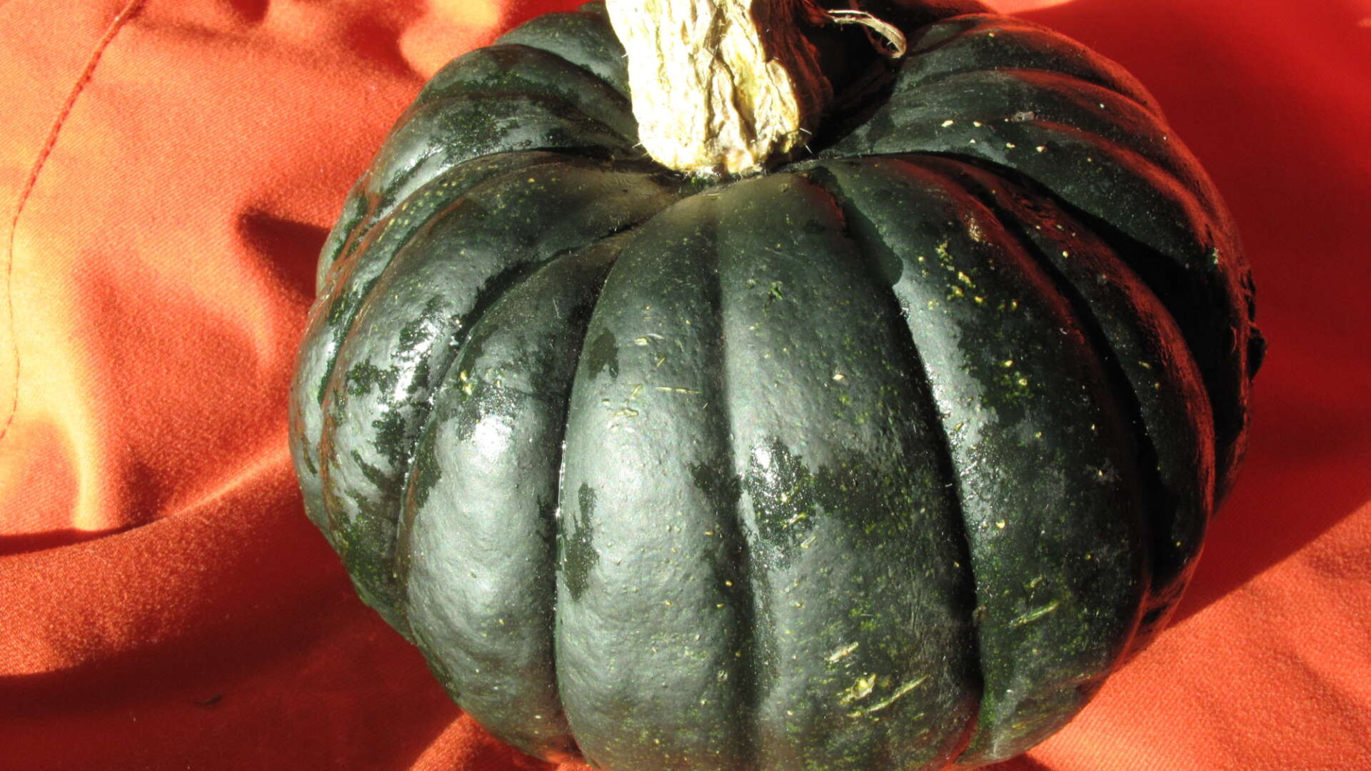 squash Zapallito de Toscana