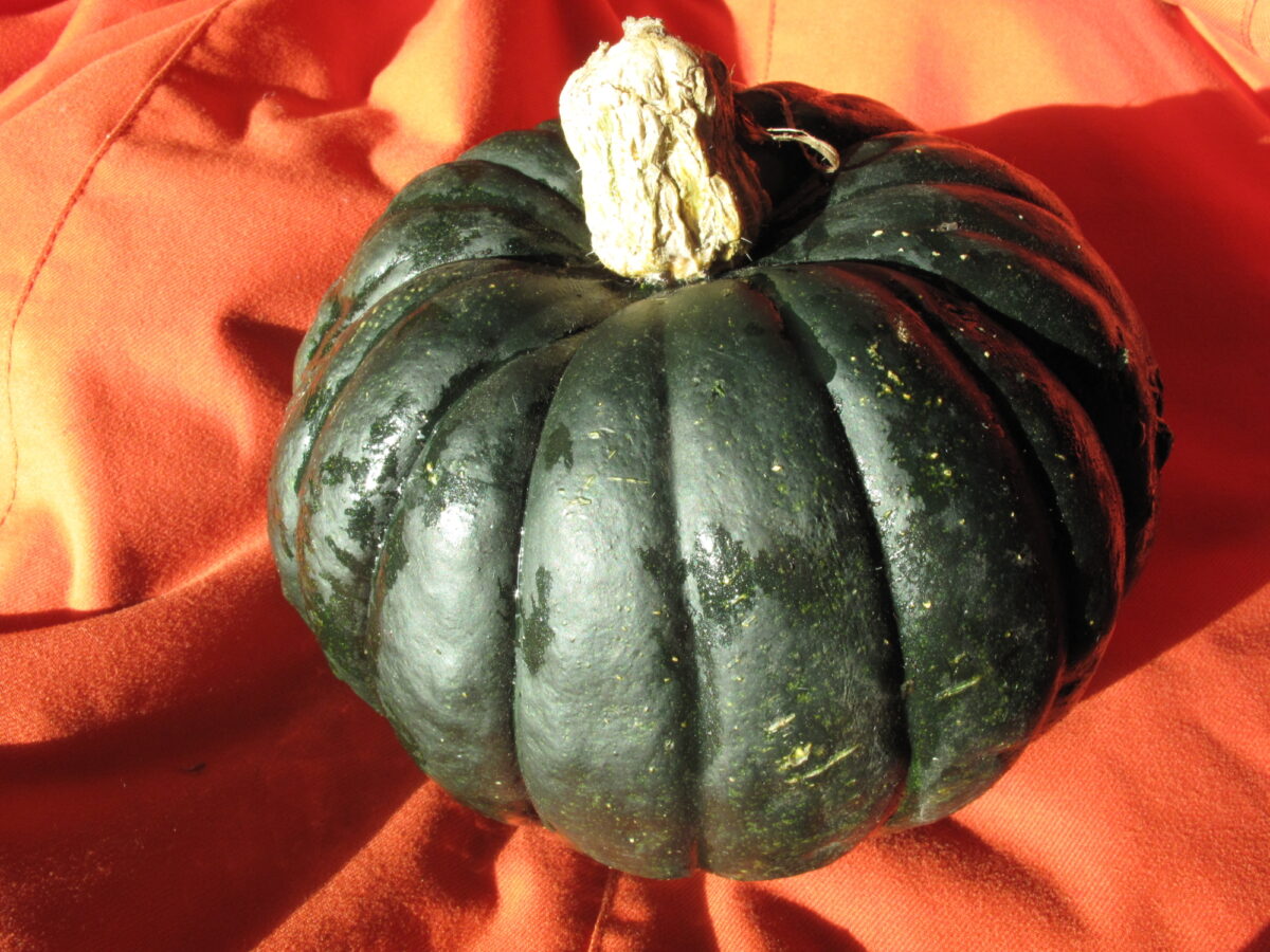 squash Zapallito de Toscana