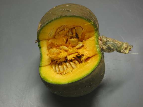 Squash Zapallito de Tronco cut fruit