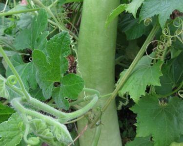 Alternative text should describe the visual content of the image.