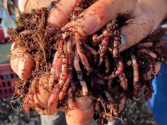 A handful of compost worms