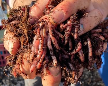 A handful of compost worms