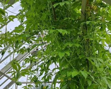 Alternative text should describe the visual content of the image.