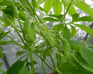 Alternative text should describe the visual content of the image.