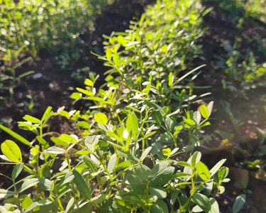 Alternative text should describe the visual content of the image.