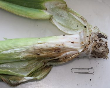 Alternative text should describe the visual content of the image.