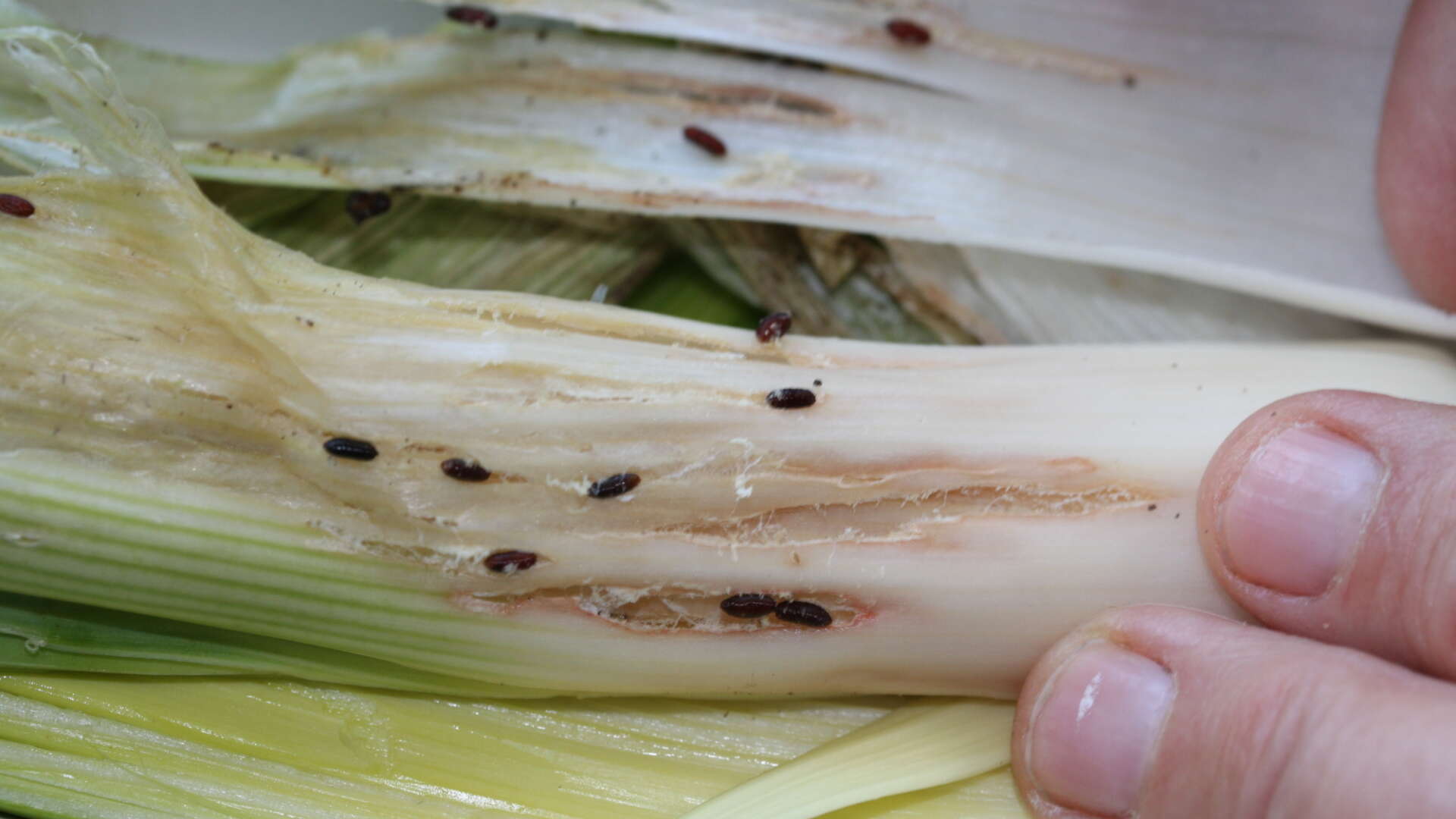Allium leaf miner