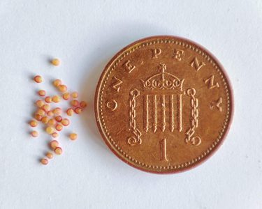 Alternative text should describe the visual content of the image.