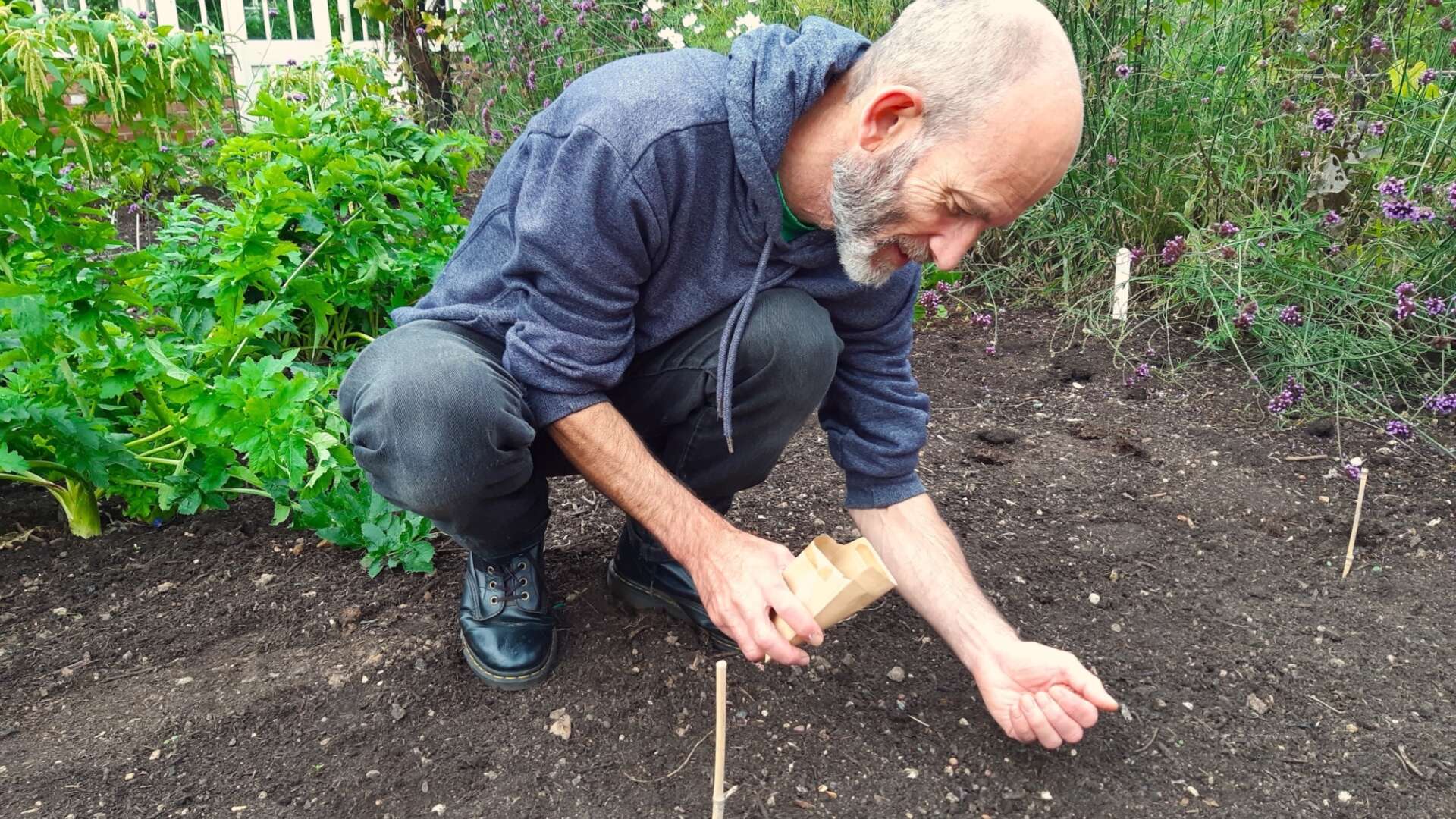 Green manures members experiment
