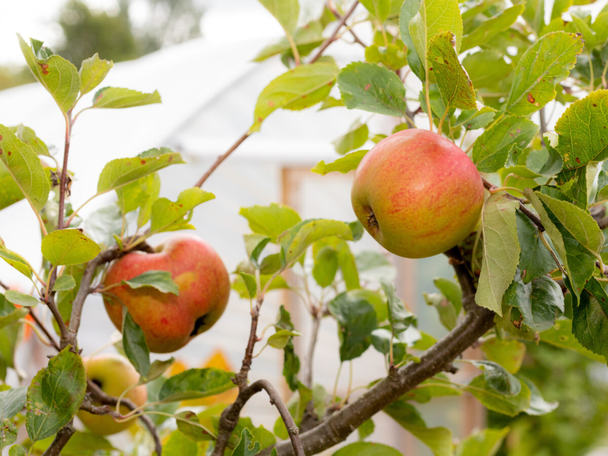 Alternative text should describe the visual content of the image.