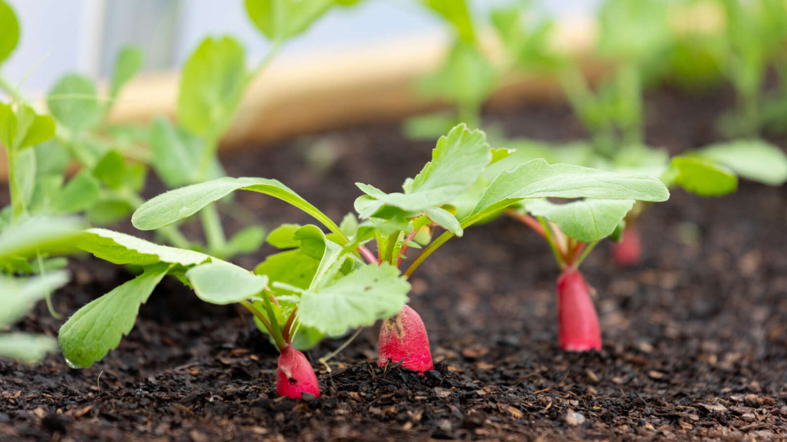 Crops coming up through soil