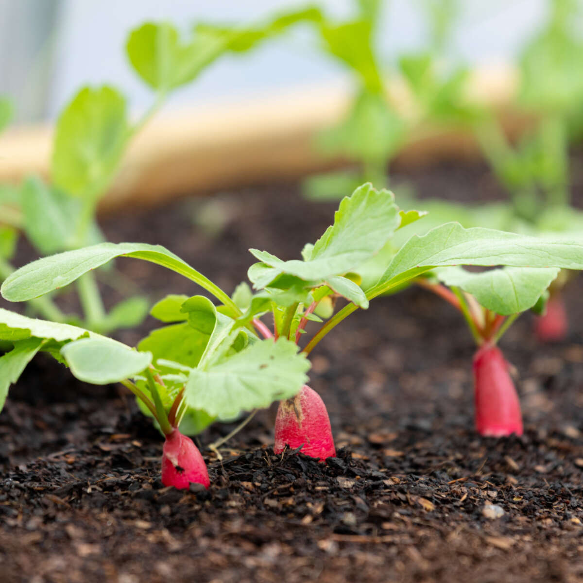 Crops coming up through soil