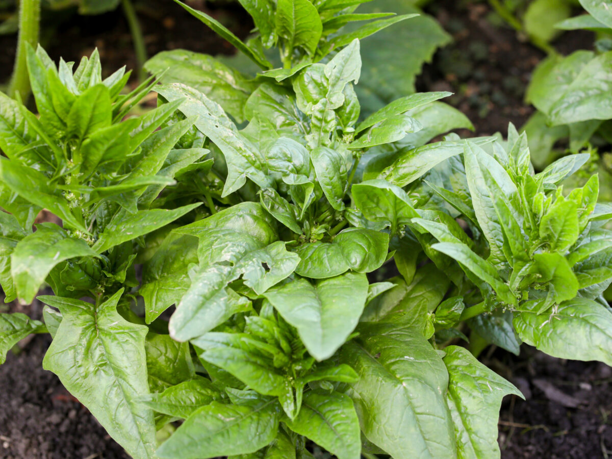 Spinach matador plant