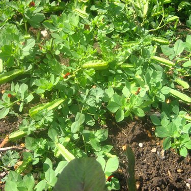 Alternative text should describe the visual content of the image.