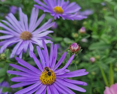 Alternative text should describe the visual content of the image.