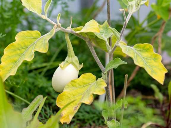 Alternative text should describe the visual content of the image.