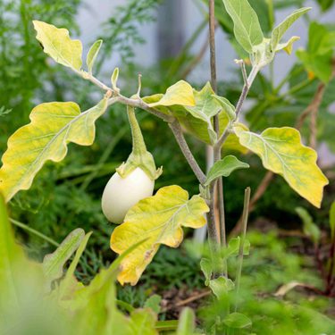 Alternative text should describe the visual content of the image.