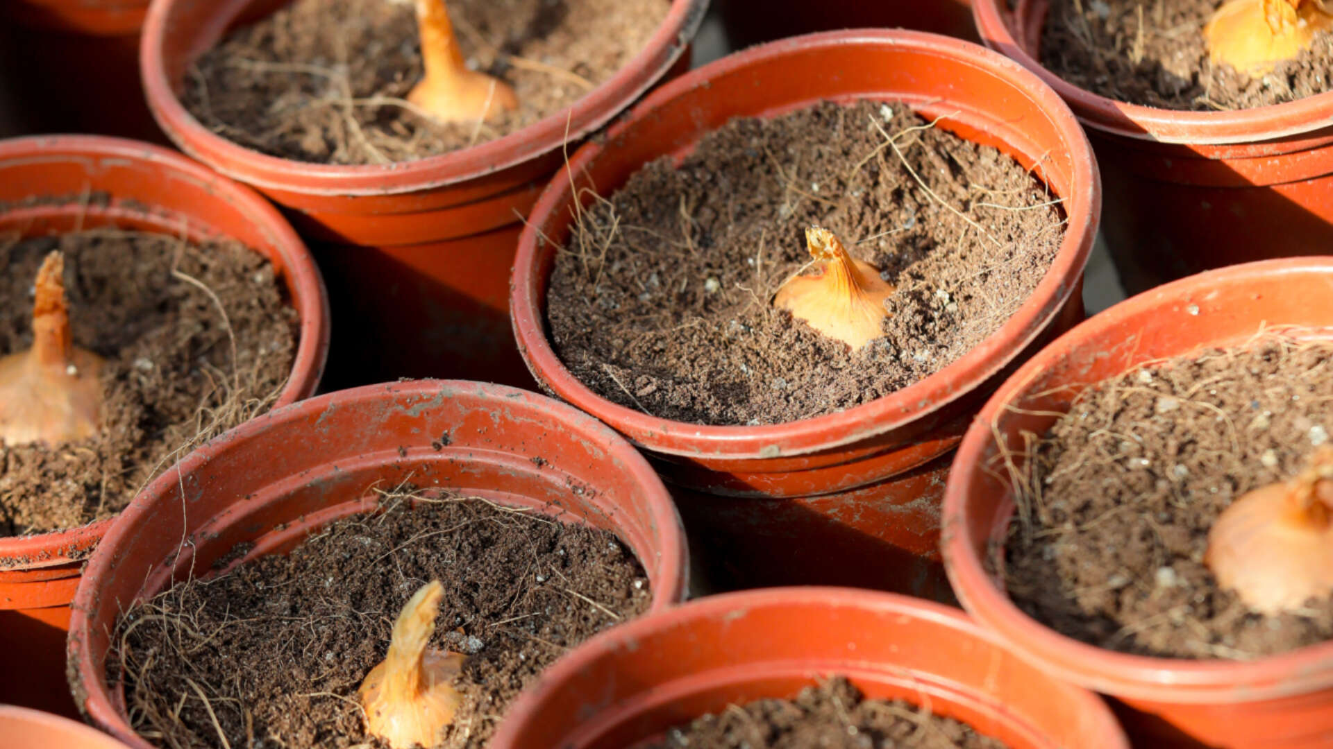 Sowing onions in pots