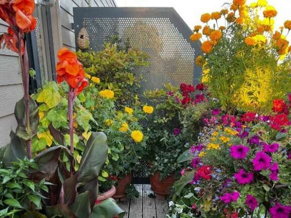 Chris's balcony in August