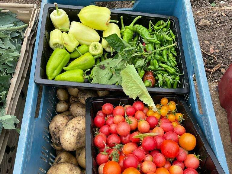Vegetables grown at Ryton gardens