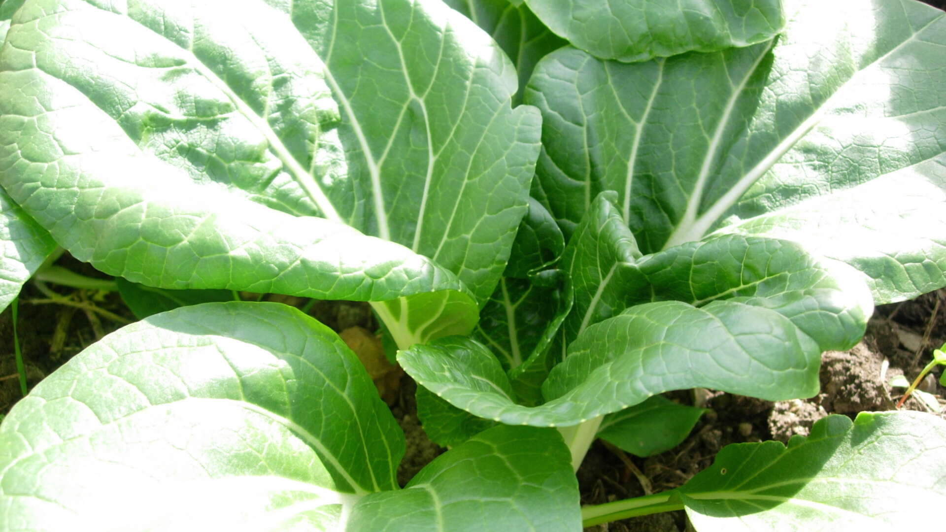 Pak Choi plant