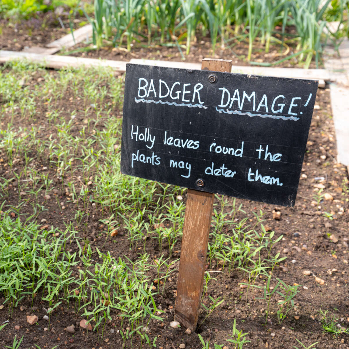Sign about badgers