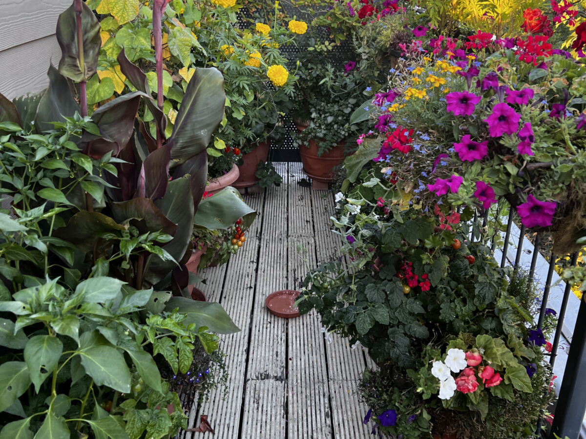Flowers on Chris's balcony