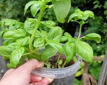 Alternative text should describe the visual content of the image.