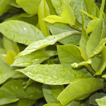 Alternative text should describe the visual content of the image.