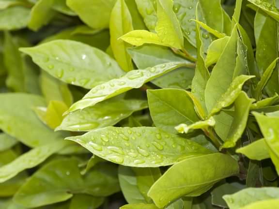 Alternative text should describe the visual content of the image.