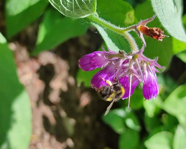 Alternative text should describe the visual content of the image.