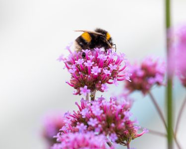 Bee sitting on top of a pink verbena flower