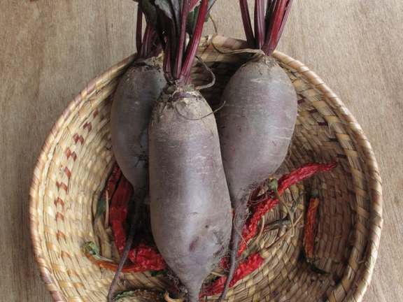 Long purple beetroot
