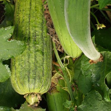 Alternative text should describe the visual content of the image.