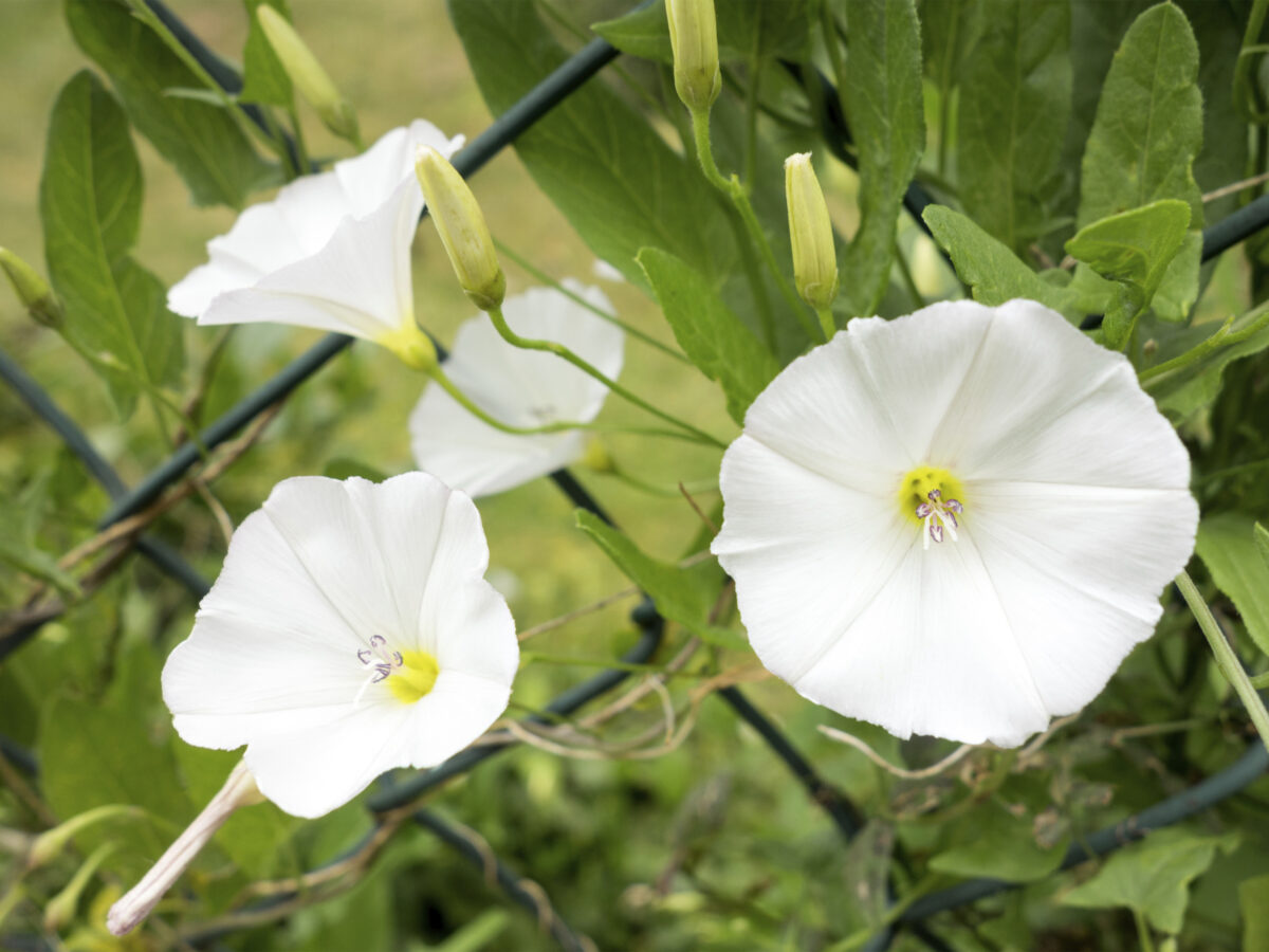 Four Bindweed Flowers