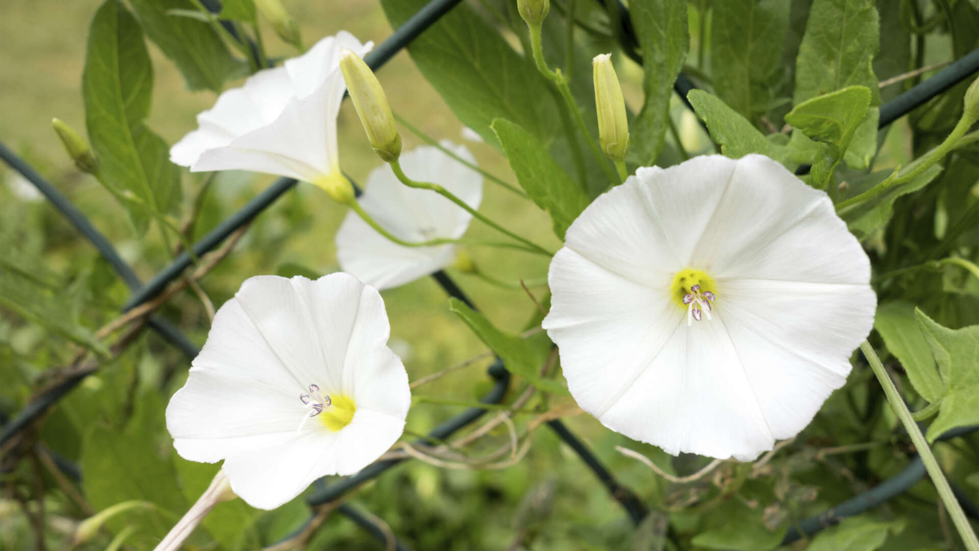 Four Bindweed Flowers